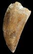 Serrated Carcharodontosaurus Tooth #42599-1